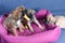 Funny little puppies playing in their pink doggy bed on denim jeans background. Studio. Care,raising of puppies concept.