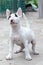 Funny little puppy of bull terrier breed, of white color with black spots on the nose and eyes. Playful dog attentively watch some