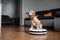 Funny little puppy riding on a robot vacuum cleaner, Funny moments of a dog