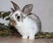 Funny little rabbit rabbit furry decorative pet sitting animal