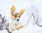Funny little red corgi puppy stands in white snow in a winter park dressed in festive soft Christmas antlers