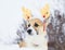 Funny little red puppy of a corgi dog sits in a winter park in the snow dressed in soft Christmas reindeer