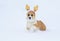 Funny little red puppy of a corgi dog walks in white snow in a winter park dressed in festive soft Christmas antlers