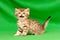 Funny little spotted Golden British kitten looks at the camera and says meow