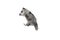 Funny little white grey raccoon posing isolated over white background.