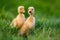 Funny  Little yellow duckling on spring green grass