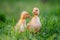 Funny  Little yellow duckling on spring green grass
