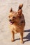 Funny little Yorkshire Terrier stands with his tongue hanging out on the road.