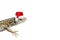 Funny Lizard in red Santa hat isolated on white background. New year or Christmas lizard on long banner with copy space
