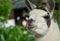 Funny llama face portrait in nature