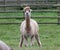 Funny llama on a field on a farm