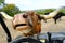 Funny Longhorn Cow