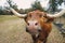 Funny Longhorn cow looking at camera