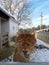 Funny looking alpaca brown colored headshot portait in closeup view