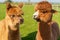 Funny looking brown alpacas at farm