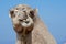 Funny looking camel in Morocco, funny dromedary showing teeth