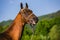 Funny looking chestnut stallion of Akhal Teke horse