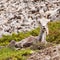 Funny looking female Stone Sheep Ovis dalli stonei