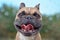 Funny looking French Bulldog dog with ears put back and wide grin