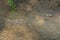 A funny looking, lovely, Thai walking fish, with a human-like face, near its personal water puddle, in a river delta mangrove fore