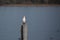 Funny looking seagull sitting on a pole