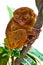 Funny-Looking Tarsier