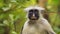 Funny looking Zanzibar red colobus monkey watching at camera calmly and curiously. Smiling primate sitting on tree