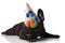 Funny lying french bulldog with birthday hat covering eyes