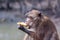 Funny macaque monkey with dirty paws eats banana. Selective focus, blurred background. Side view. Horizontal