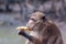 Funny macaque monkey with dirty paws eats banana. Selective focus, blurred background. Side view. Horizontal