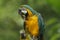 Funny Macaw