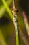 a funny macro lens image of a fragile forktail hiding behind a branch