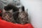 Funny Maine coon blue cats sitting on a red sofa