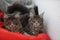 Funny Maine coon blue cats sitting on a red sofa