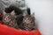 Funny Maine coon blue cats sitting on a red sofa