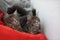 Funny Maine coon blue cats sitting on a red sofa