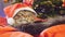 Funny Maine Coon cat as Santa Claus wears christmas cap sits on the pillow at a beautiful new year decorated tree