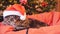 Funny Maine Coon cat as Santa Claus wears christmas cap sits on the pillow at a beautiful new year decorated tree