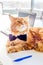 Funny Maine Coon Cat wearing Butterfly Tie lying on the Table in His Office Like a Boss