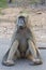 Funny male chacma baboon sitting on his hands, trying to stay out of trouble