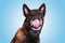Funny malinois belgian shepherd dog sticks out tongue