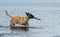 Funny Malinois dog with a stick in its mouth is walking through the water, profile view