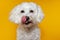 Funny maltese dog licking its lips on yellow background