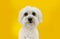 Funny maltese dog looking up with begging expression. Isolated on yellow background