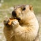 Funny marmot with bisquit on the meadow