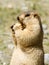 Funny marmot with bisquit on the meadow