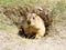 Funny marmot in the hole