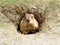 Funny marmot in the hole