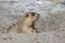 Funny marmot peeking out of a burrow in Himalayas mountain, Ladakh, India. Nature and travel concept