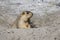 Funny marmot peeking out of a burrow in Ladakh, India